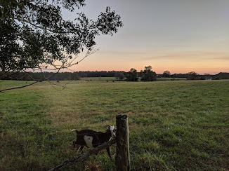 Open pasture at the Home Place at sunset, a wire fence line and leaning post in the foreground, a goat grazing in the grass, and a treeline under a pale orange sky